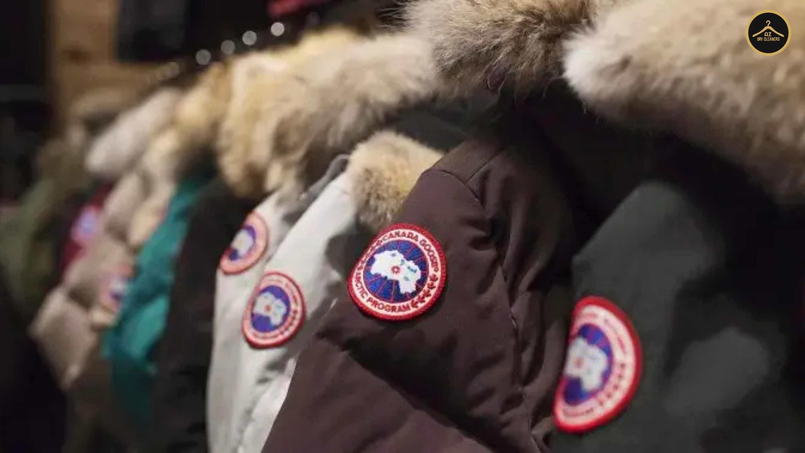 canada goose